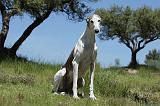 GREYHOUND 124